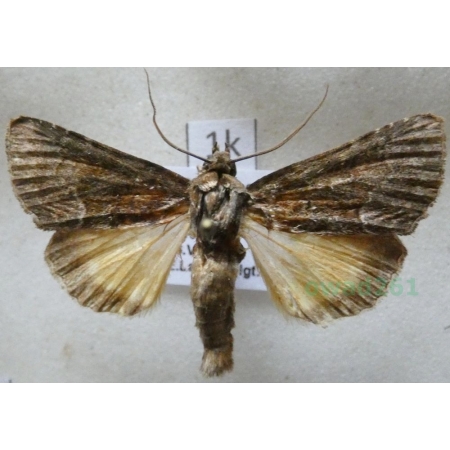 Thalpophila matura (Hufnagel, 1766) Ponurzyca źralica Czech1k